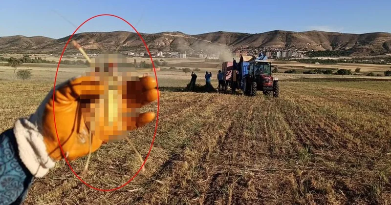 Tarlada görüldü, etle besleniyor! Tam bir dev