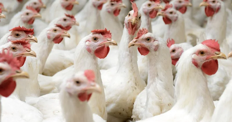 4 beyaz et şirketinin kayyum kararı iptal edildi