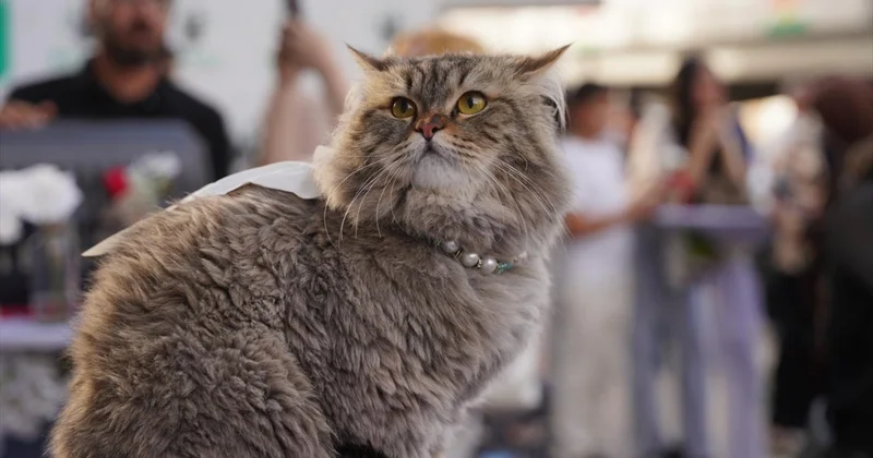 Vietnam da kesilmek üzere çalınan yüzlerce kedi kurtarıldı