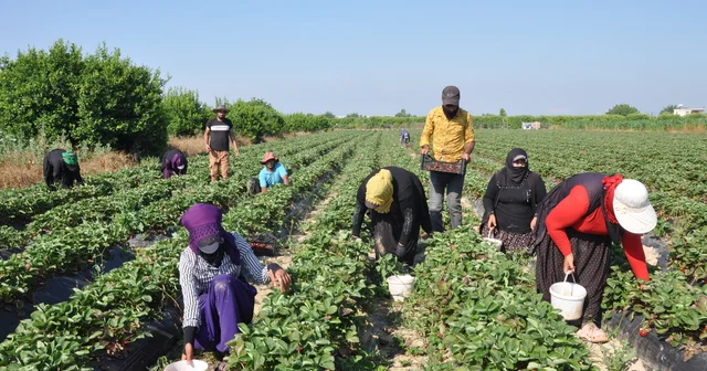 Mersin de açık alanda üretilen tescilli Silifke çileğinde hasat sürüyor Mersin Haberleri Habertürk Yerel Haberler