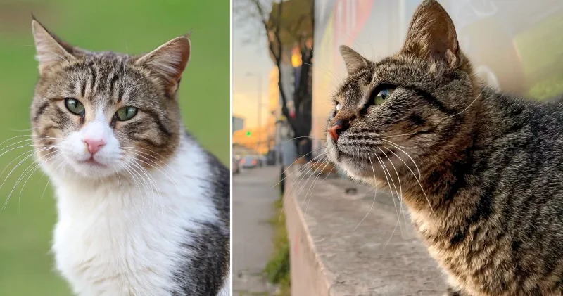 Kesilmek üzere çalınan 400 kedi bulundu: Akılalmaz et ticareti gün yüzüne çıktı Asya Haberleri
