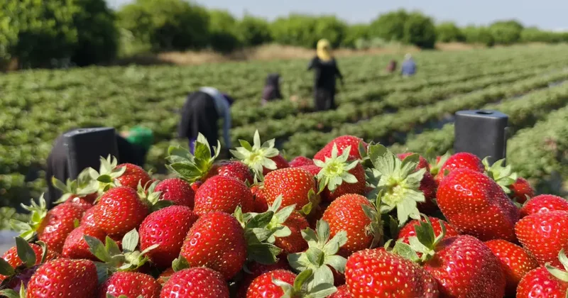 Silifke çileğinde hasadın sonuna gelindi
