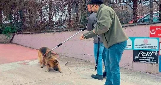 MEVLÜT TEZEL Köpekler toplandı şimdi ne olacak?