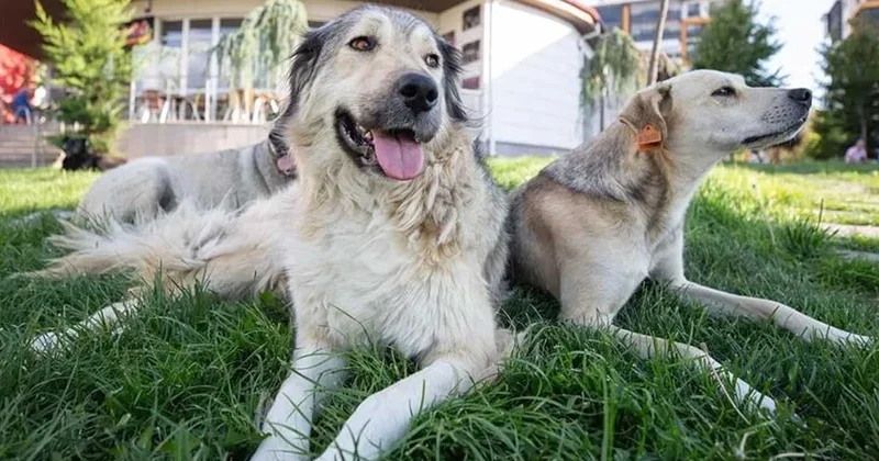 Suya bayılan 5 köpek ırkı: Yüzmek için yaratılmışlar Sözcü Gazetesi