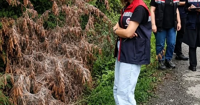 Rize de tarım alanlarını istila eden Amerikan Beyaz Kelebeği için mücadele başladı Rize Haberleri Habertürk Yerel Haberler