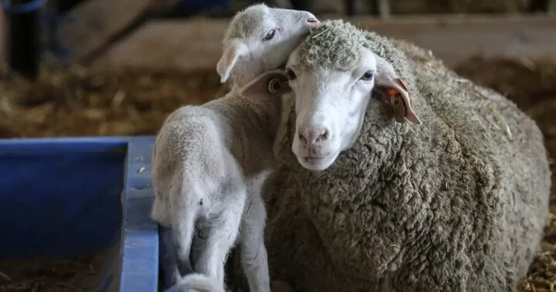 TİGEM açık artırmayla 60 bin kilogram merinos yapağı satacak! İhale tarihine dikkat