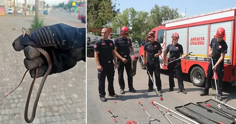 Bir kentte yılan ihbarları tavan yaptı! Evlere bile giriyorlar Sözcü Gazetesi