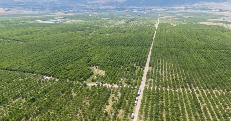 Sınırları kaldıralım dediler, servete kondular: Bir köyün kaderini değiştiren karar!
