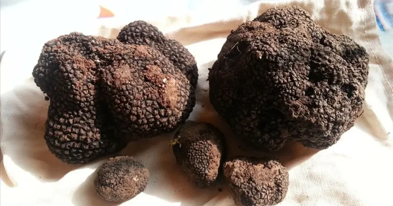 Toprağın bir karış altında servet buldular: 22 tonluk devasa rezerv! Kilosu 40 bin lira
