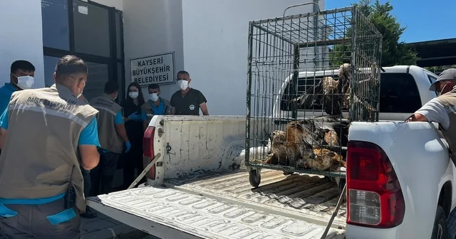 Rehabilitasyonu tamamlanan 35 yaban kuşu doğayla buluşturuldu Kayseri Haberleri Habertürk Yerel Haberler