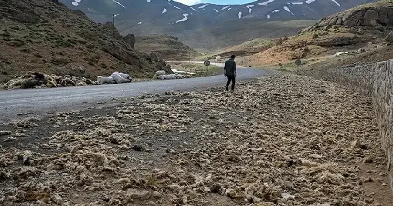 Van da tonlarcası doğaya bırakıldı ama büyük felakete yol açacak Sözcü Gazetesi