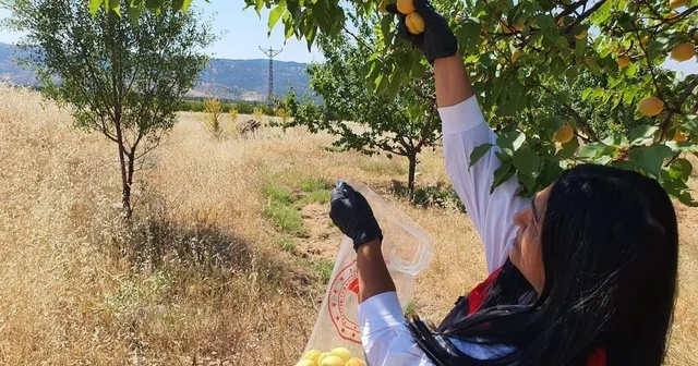 Elazığ da bitkisel üretim alanlarında pestisit kalıntısı denetimleri Elazığ Haberleri Habertürk Yerel Haberler