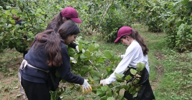 Mardinli gençler Ordu yu her yönüyle tanıyıp, fındık tarımını öğreniyor Ordu Haberleri Habertürk Yerel Haberler
