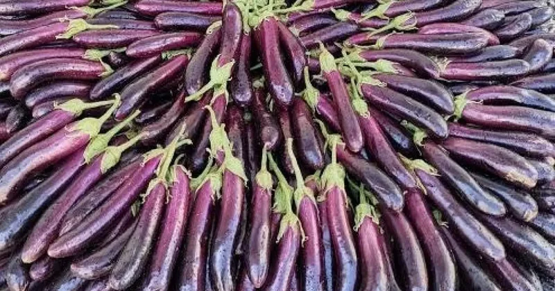 Tescilli Birecik Patlıcanı’nda hasat başladı!