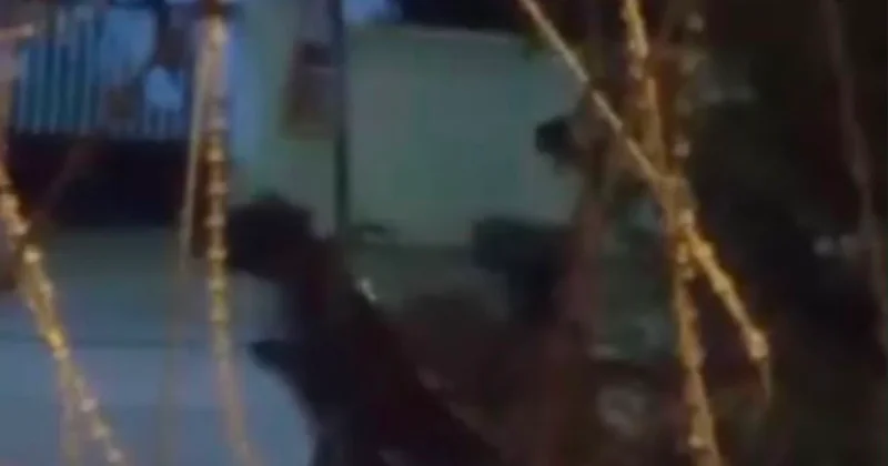 Ata dakikalarca şiddet uyguladı, dehşete düşüren anlar kameraya yansıdı