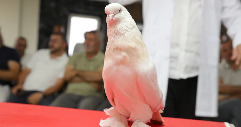 Değeri evle, arabayla yarışıyor! Özel kafeslerde besleniyor