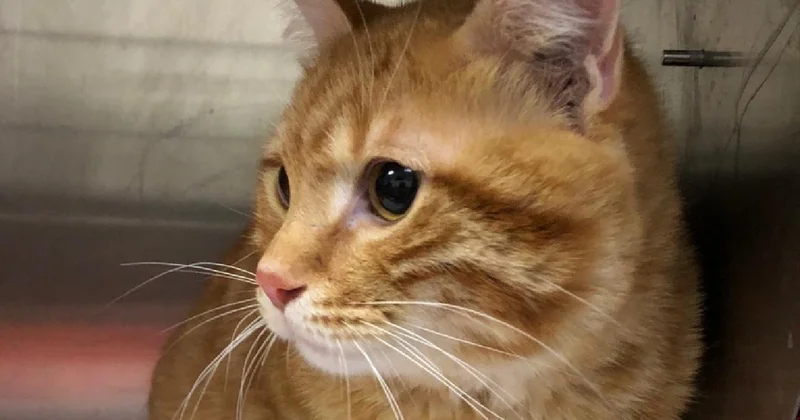 Kaybolan kedi, 10 yıl sonra evine geri döndü