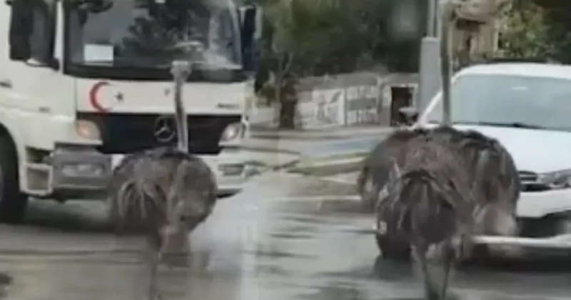 Gören dönüp bir daha baktı: Deve kuşu trafiği birbirine kattı