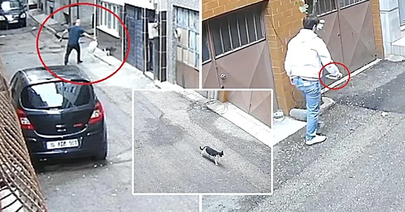 Kedilerin mamalarını çöpe attılar! Baba ile oğlunun vicdanları yaralayan hareketi kamerada