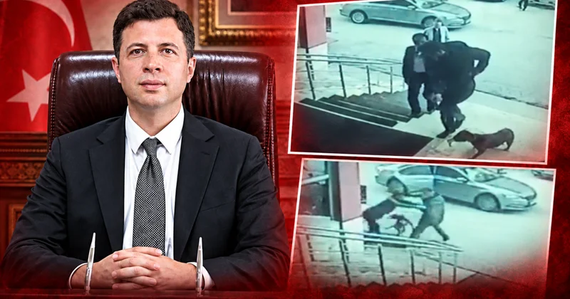 Köpek tekmeleyen kaymakama soruşturma Sözcü Gazetesi