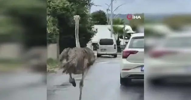 Şile de hayvanat bahçesinden kaçan deve kuşu ortalığı birbirine kattı