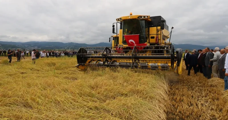 Aylardır bu anı bekliyorlardı: Çeltik hasadı başladı!