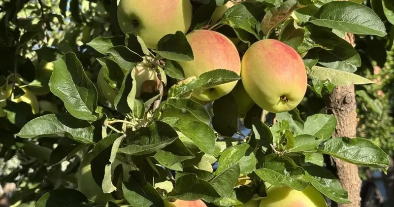 Bu elma dalından kopartıldıktan sonra 6 ay boyunca tüketilebiliyor