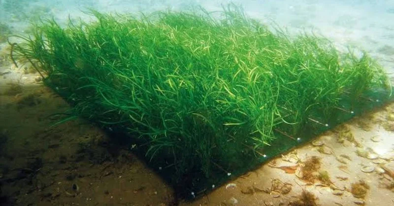 Suyun dibine plastik ot yerleştirdiler imkansızı başardılar Sözcü Gazetesi