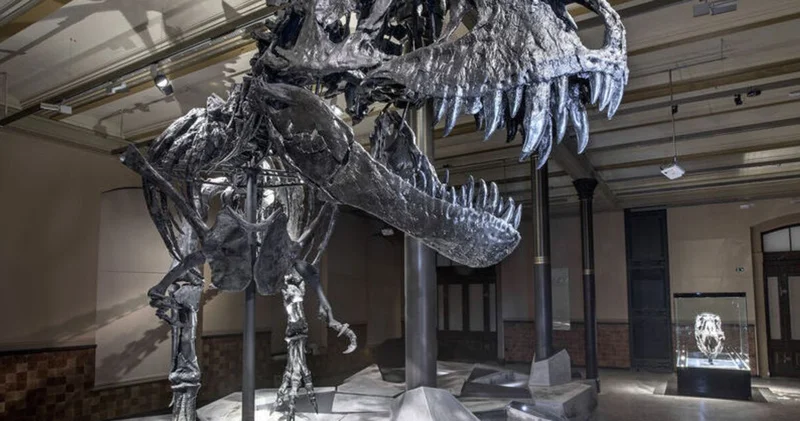 T Rex ile insanlarla şaşırtan benzerlik!