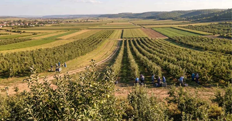 Dünyada sadece Sivas ta yetişiyor: Bir kere eken bütün yıl rahat ediyor Sözcü Gazetesi