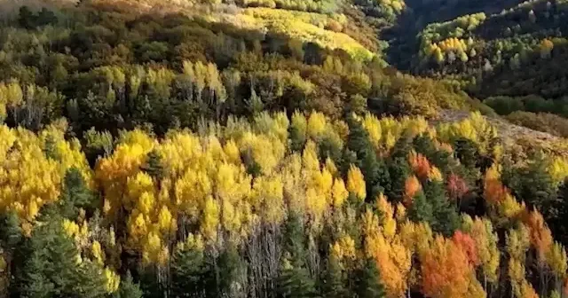 Bayburt ormanları sarı ve kızıla büründü VİDEO İZLE