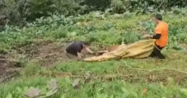 Rize’de uçuruma yuvarlanan inek vinçle kurtarıldı VİDEO İZLE