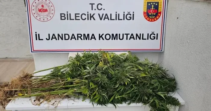 Bilecik te kenevir operasyonu