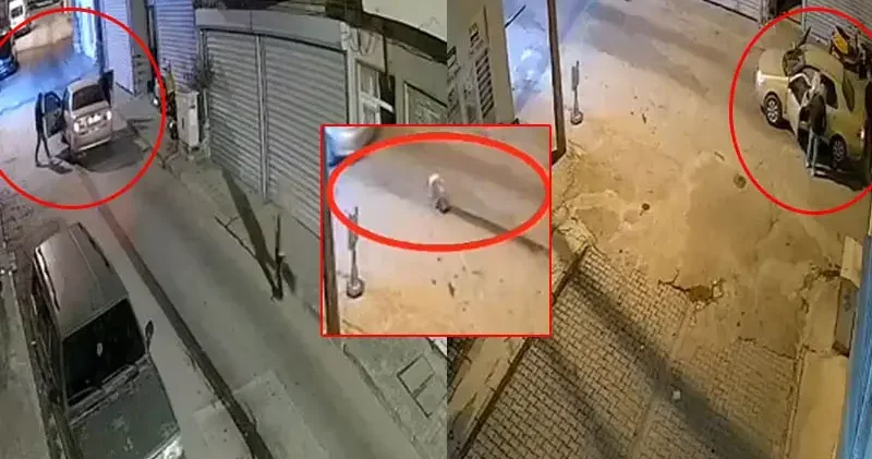 Muğla’da otomobilin altında sürüklenen oklu kirpi öldü