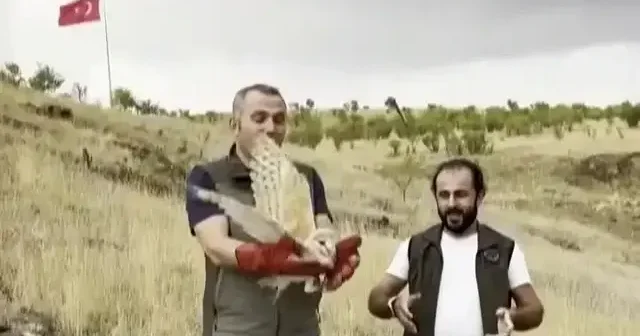Çok ender görülüyordu: Peçeli baykuş yeniden yaban hayatta Gündem Haberleri