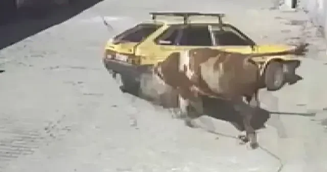Nevşehir de kızgın boğa otomobili boynuzlayıp sürükledi VİDEO İZLE