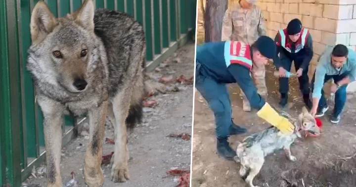 Sosyal medyadaki görüntüler ekipleri harekete geçirdi! Zincire vurulan kurt, kurtarıldı