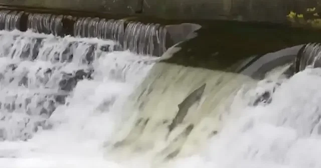 Akıntıya karşı yaşam mücadelesi: Kanada’da somonların nefes kesen zorlu göç yolculuğu başladı VİDEO İZLE