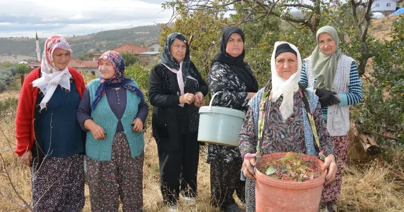 Kadınların gelir kaynağı oldu! Dağlardan toplayıp ilaç ve kozmetik devlerine satıyorlar