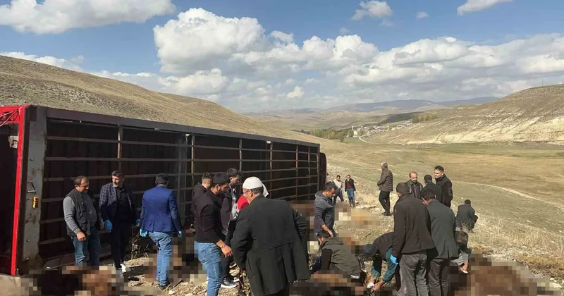 Erzurum Tekman da hayvan tırı Gündamı virajında devrildi, 130 küçükbaş telef oldu