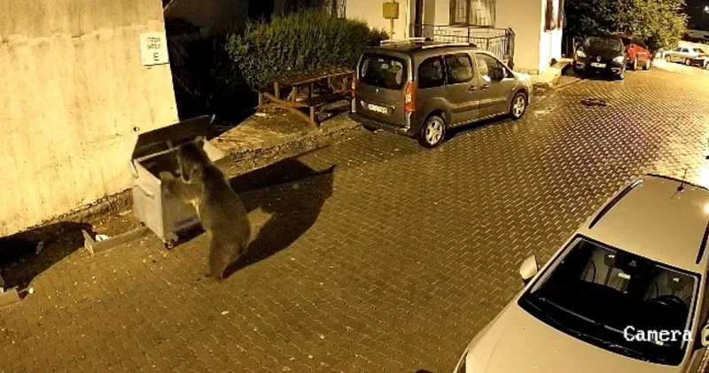 Kızılcahamam da gece yarısı siteye inen ayı çöp konteynerini yokuş aşağı itti! Park halindeki araçlar zarar gördü