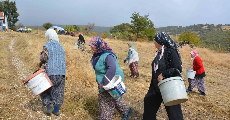 Demirci de kadınlar yılda 450 ton çitlembik toplayıp ilaç firmalarına satıyor