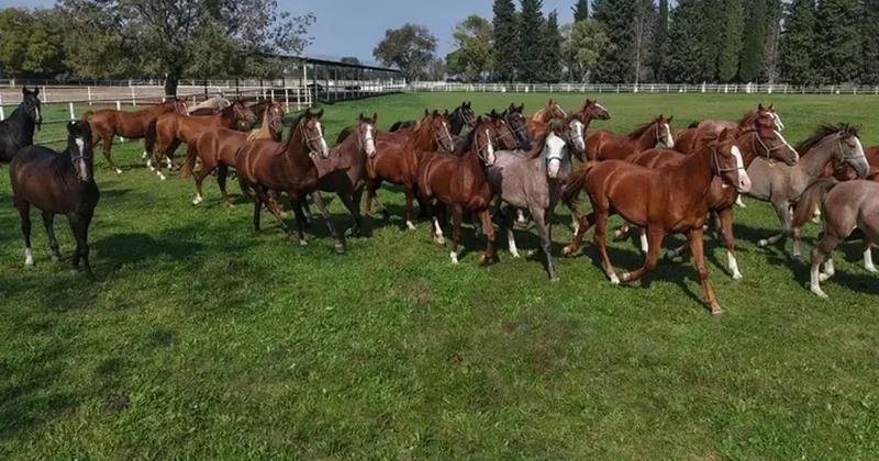 Bursa da yetiştirilmişti: 12 milyon liraya satıldı!