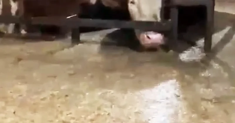 Sular altında kalan ahırdaki hayvanların bekleyişi kamerada