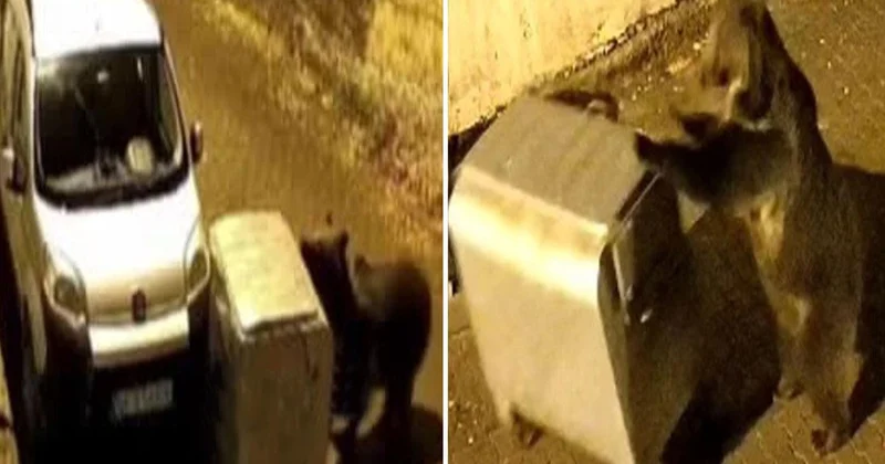 Ankara Kızılcahamam da ayının ittiği çöp konteyneri otomobile çarptı, o anlar kamerada