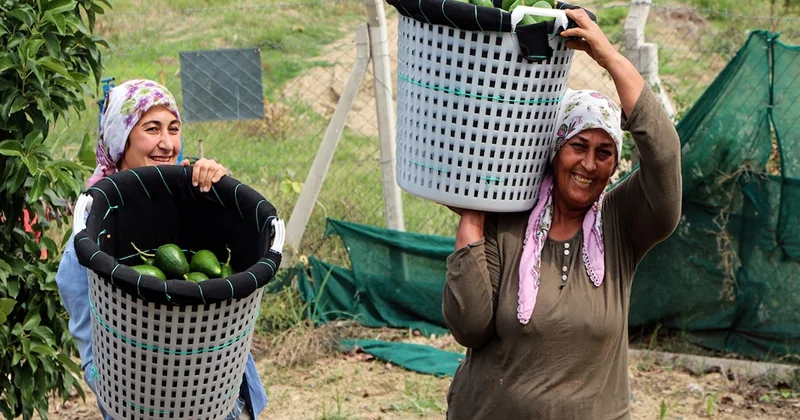 Kilosu 110 liraya düşünce sepet sepet almaya başladılar Sözcü Gazetesi