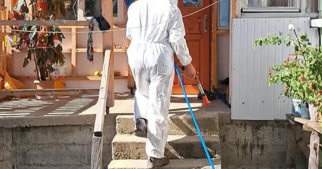 Kahverengi kokarcaya karşı kışlak mücadele Düzce Haber Habertürk Yerel Haberler
