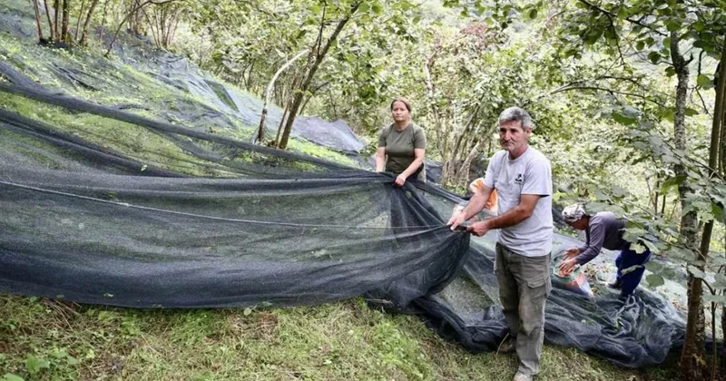 Hasatta verim patladı fiyatlar çakıldı: Kilosu 600 lira yerine 100 liraya satılıyor Sözcü Gazetesi