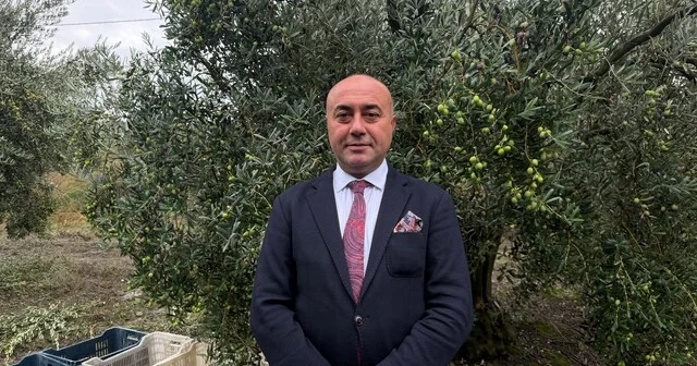 Marmarabirlik ten 60 bin tonluk alım planı...Türkiye de zeytinde rekor rekolte beklentisi Bursa Son Dakika Haberleri Habertürk Yerel Haberler