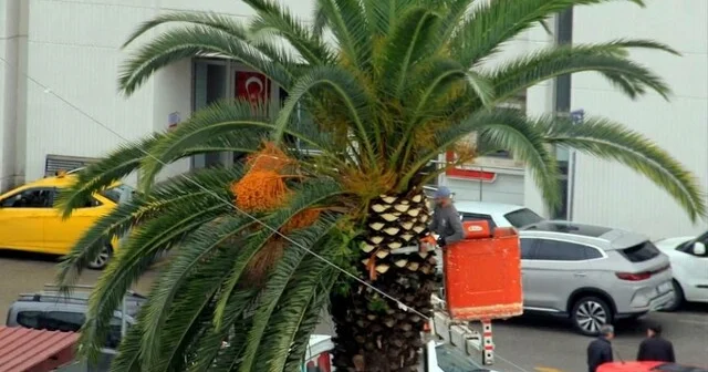 Meydan çevresindeki palmiye ağaçlarına sonbahar kış bakımı Samsun Haber Habertürk Yerel Haberler